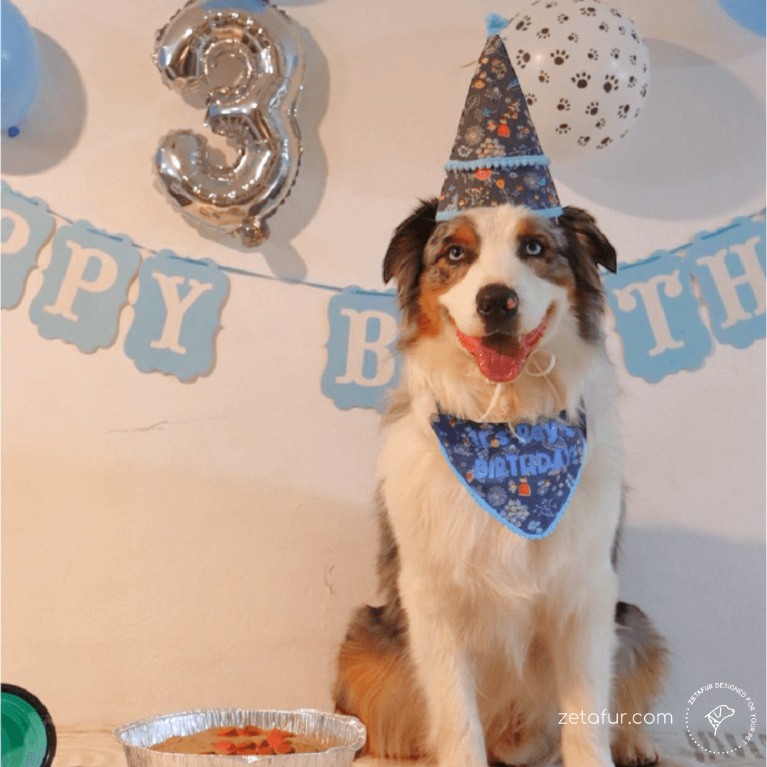 Ray's birthday cotton set for dogs zetafur