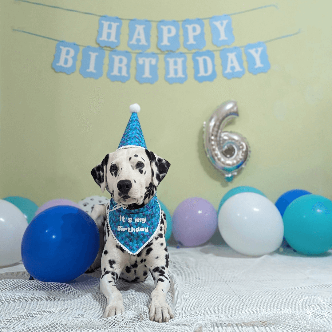 Sunny birthday set for dogs zetafur