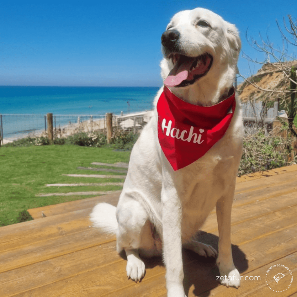 Dogs bandana