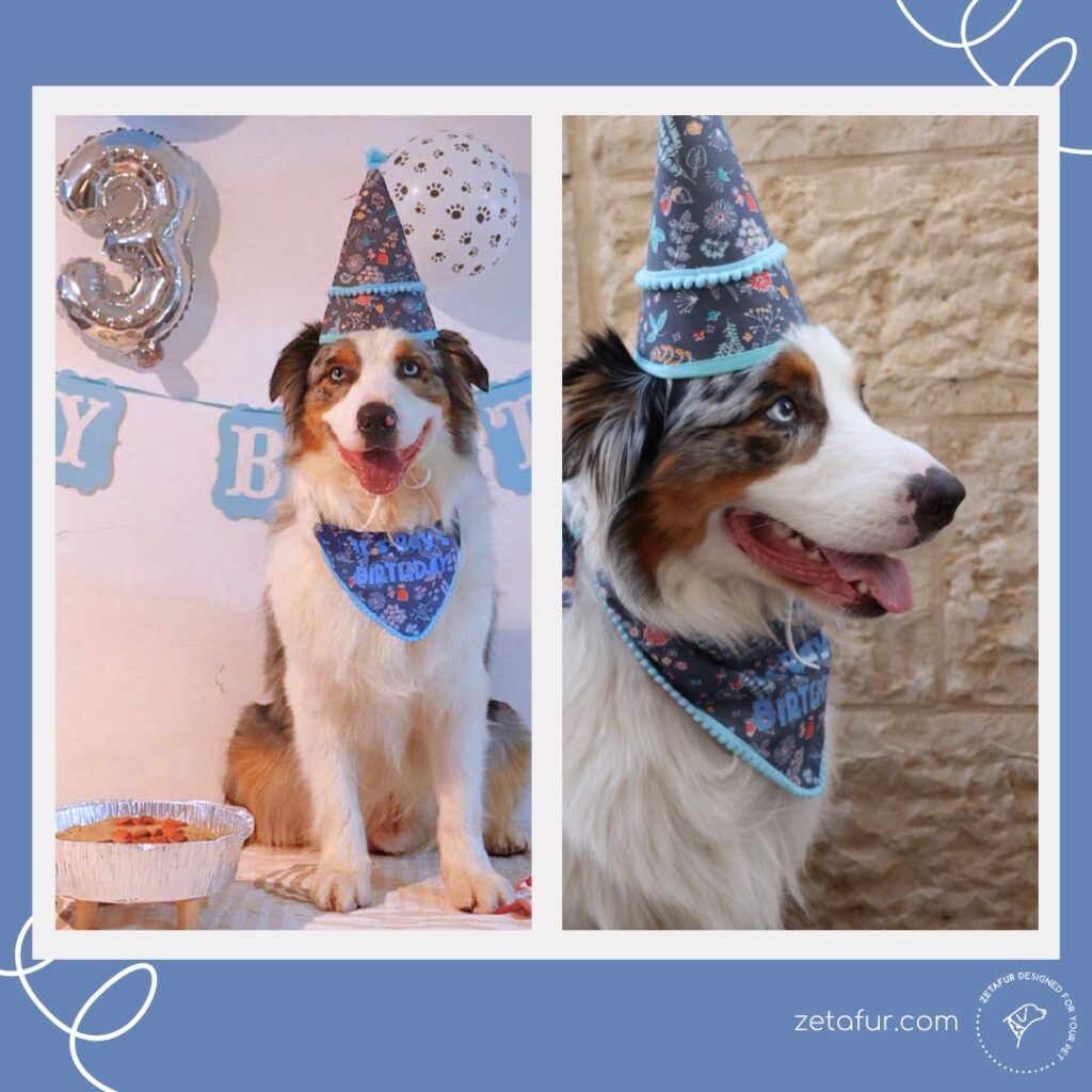 Birthday dog set 100% cotton zetafur