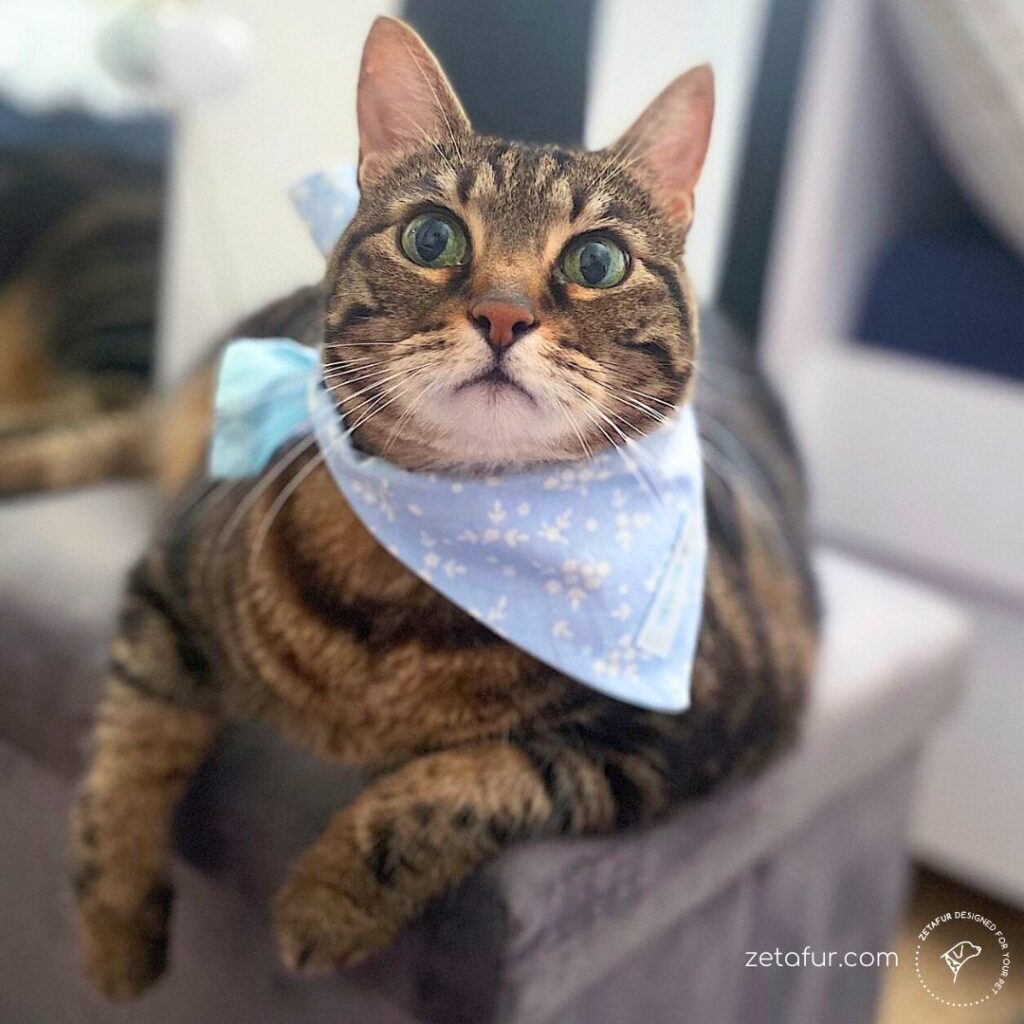 Cat bandana 100% cotton zetafur