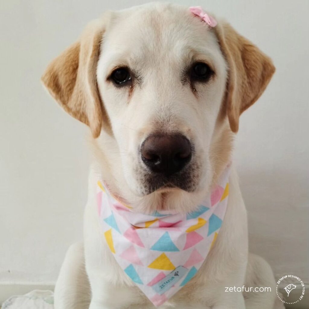 Dogs bandana zetafur זהתפור