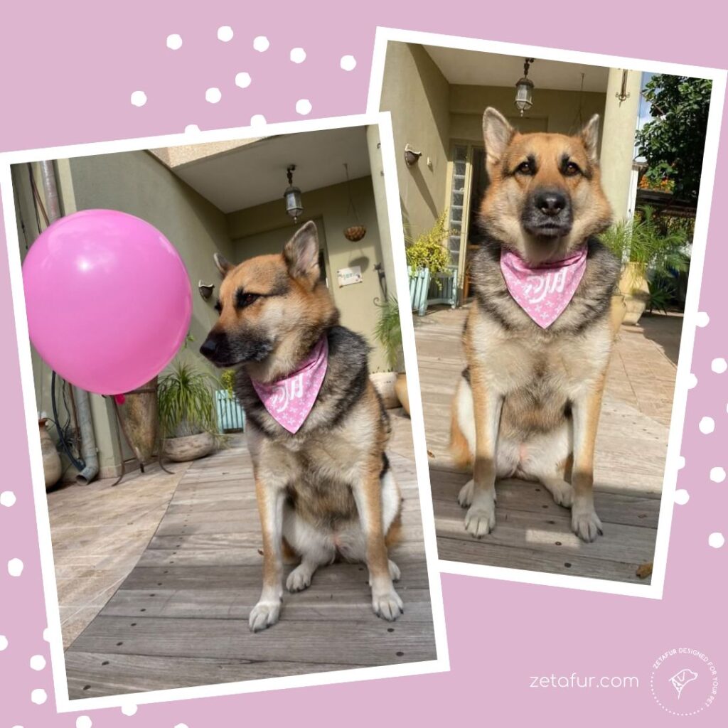 Dogs personal caption bandana zetafur זהתפור